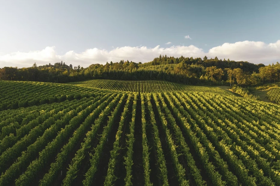 Campos de cempasúchil en los valles de Oaxaca, México